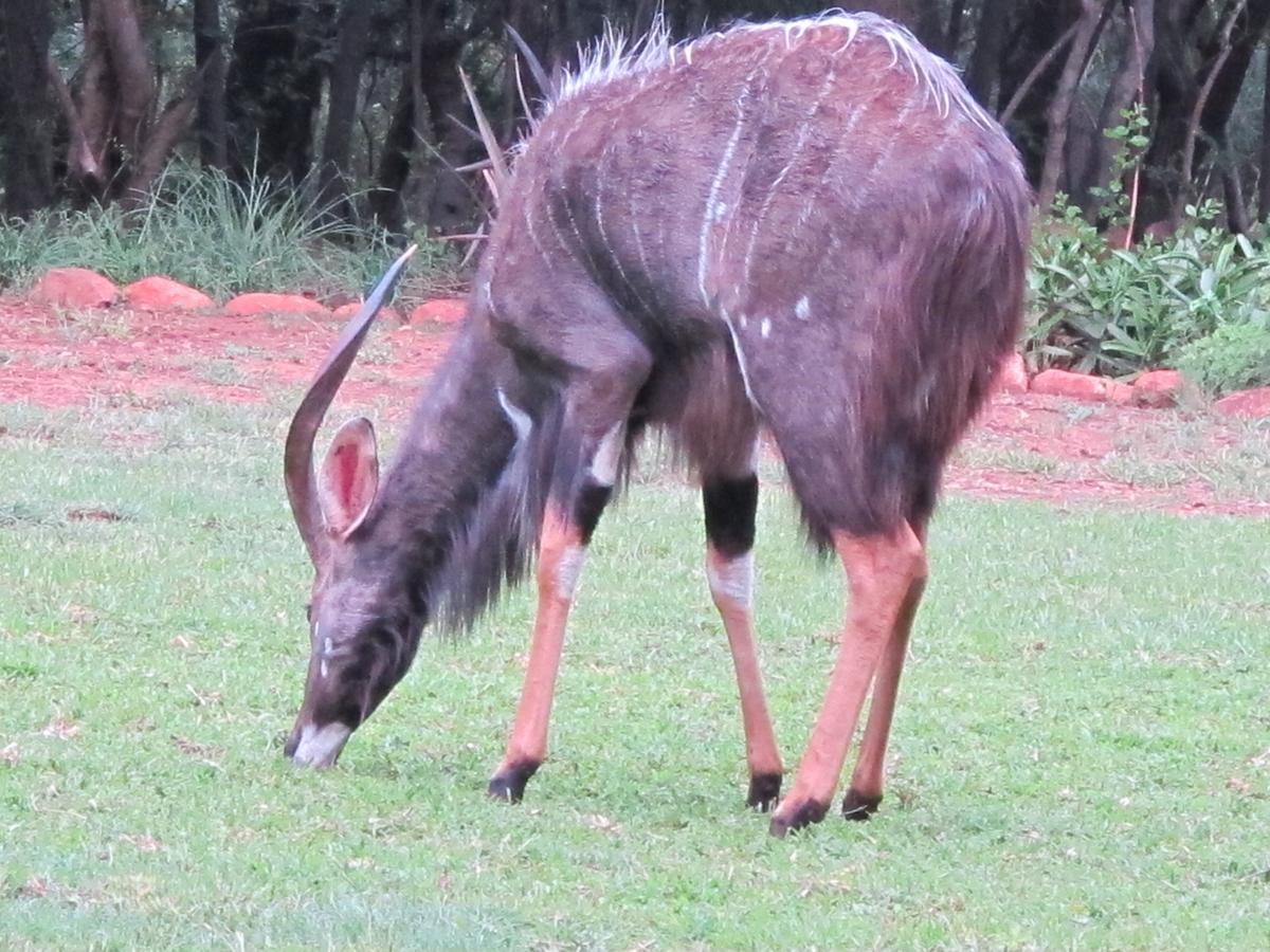 Kosmos Harties Is Africa Safari Lodge מראה חיצוני תמונה