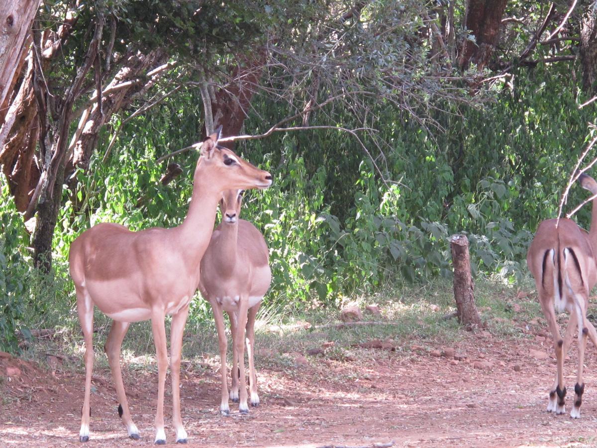 Kosmos Harties Is Africa Safari Lodge מראה חיצוני תמונה