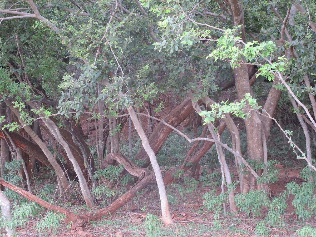Kosmos Harties Is Africa Safari Lodge מראה חיצוני תמונה