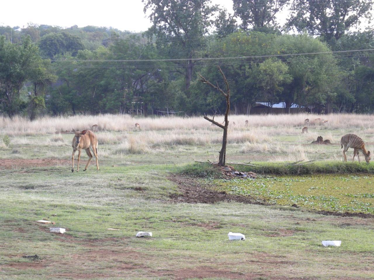 Kosmos Harties Is Africa Safari Lodge מראה חיצוני תמונה