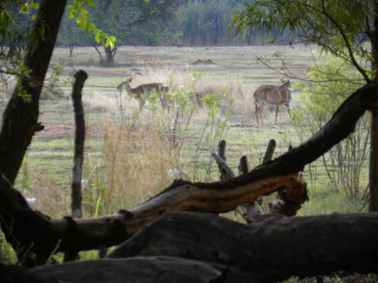Kosmos Harties Is Africa Safari Lodge מראה חיצוני תמונה