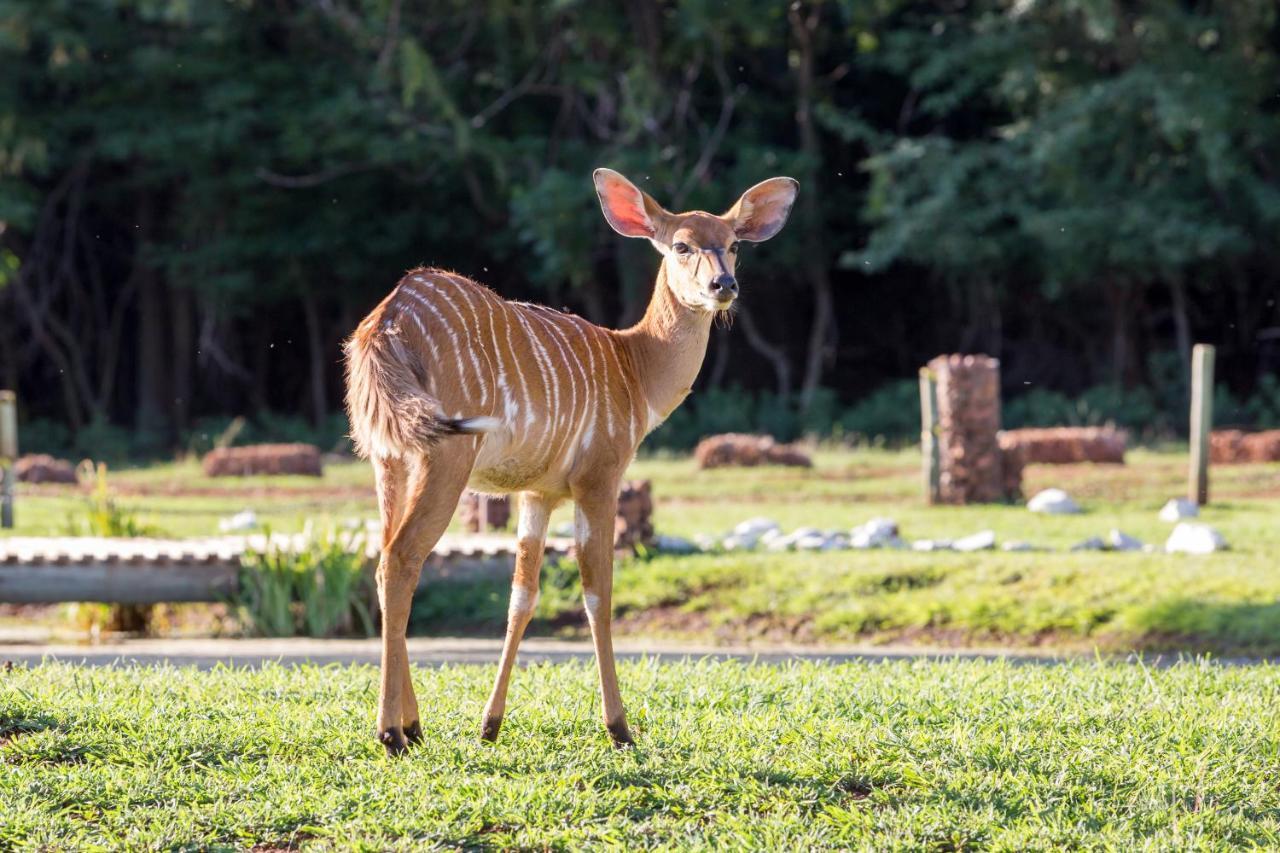 Kosmos Harties Is Africa Safari Lodge מראה חיצוני תמונה